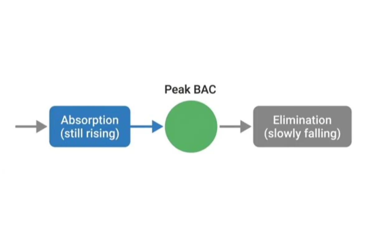 Diagram of the three phases of alcohol in the body: absorption while BAC is still rising, peak BAC, then elimination as BAC slowly falls